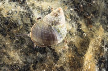 Media type: image;   Malacology 413373 Description: Live specimen image, in situ.;